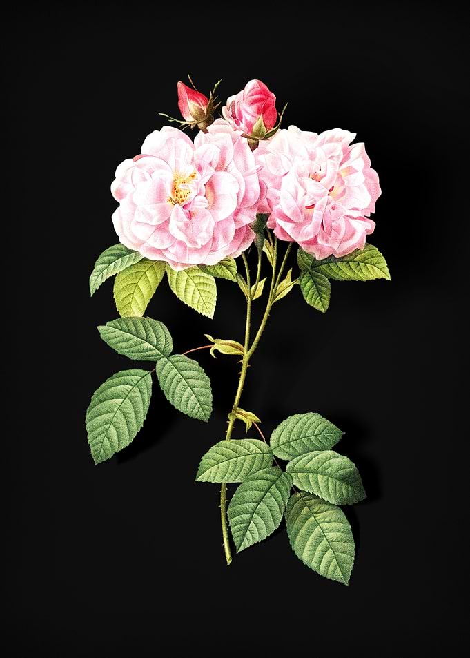 Italian Damask Rose