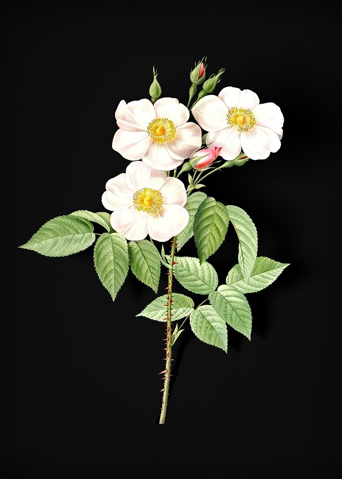 Rose of Castile