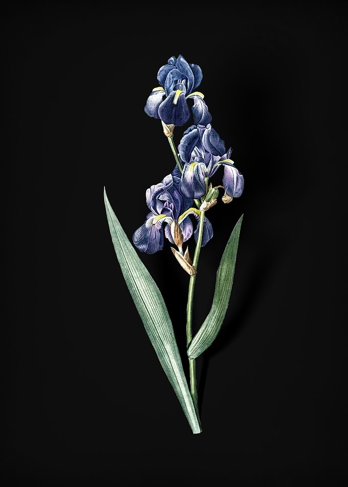Dalmatian Iris