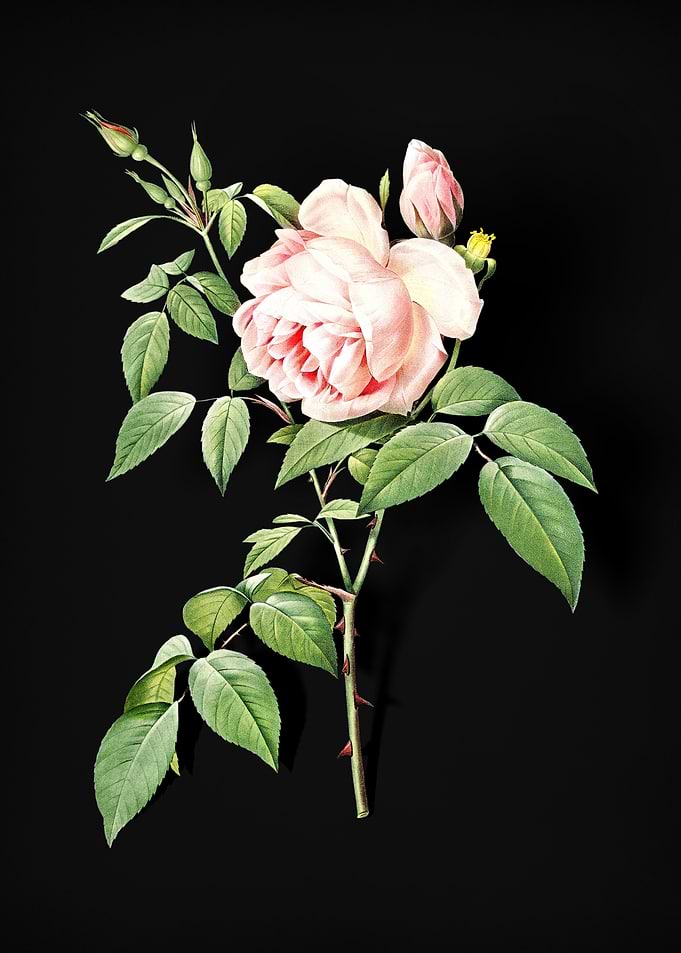 Blooming Fragrant Rosebush