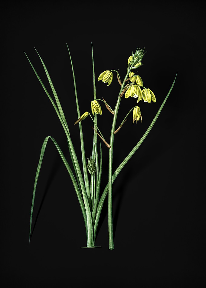 Vintage Slime Lily