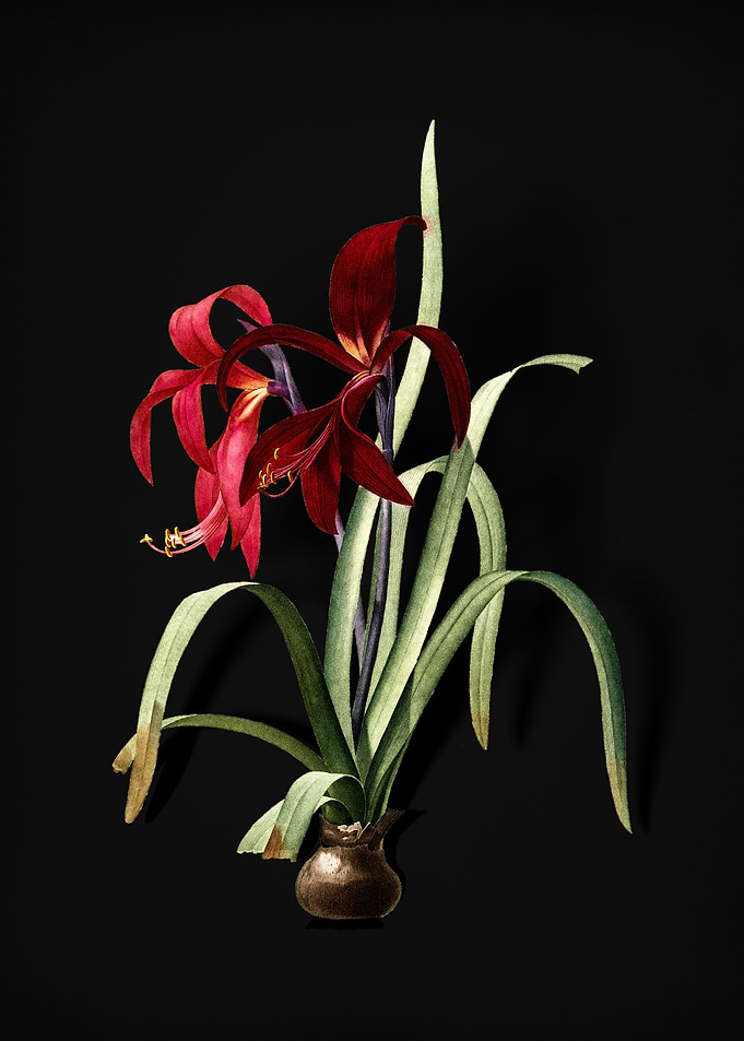 Vintage Sprekelia