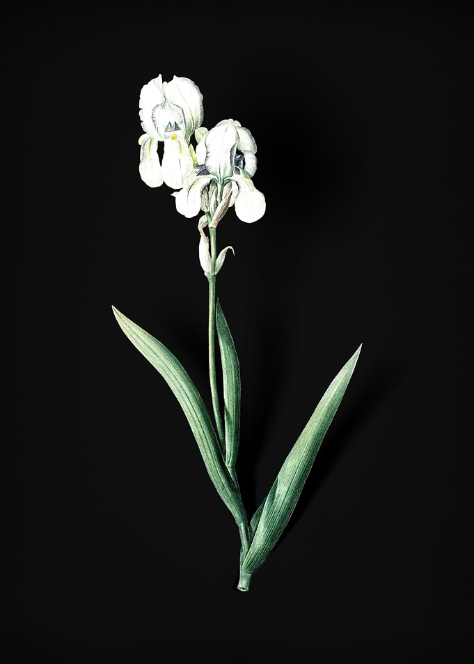Vintage Tall Bearded Iris