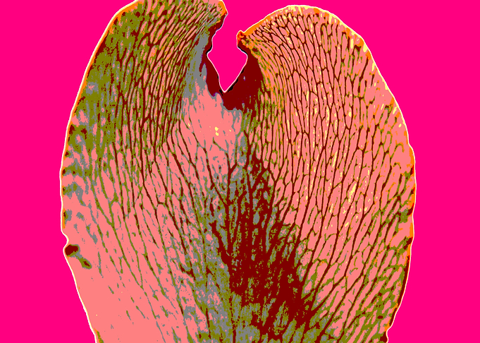 PETAL
