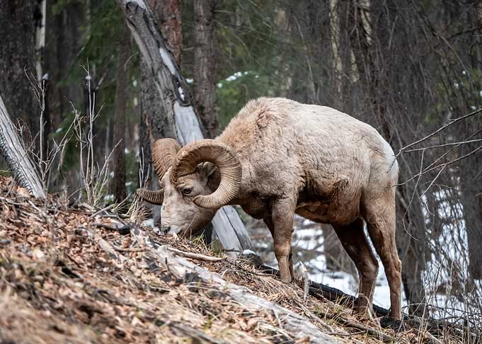 Big Horn Sheep