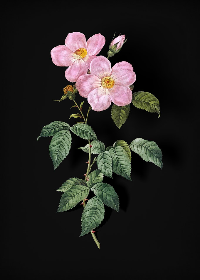 Tea Scented Roses in Bloom