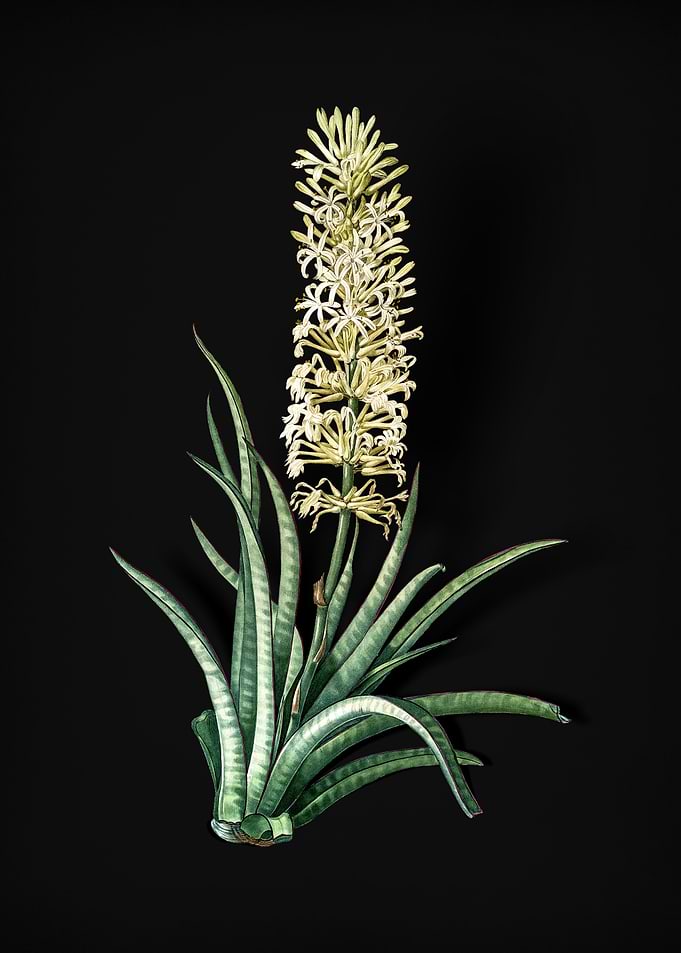 Vintage Snake Plant