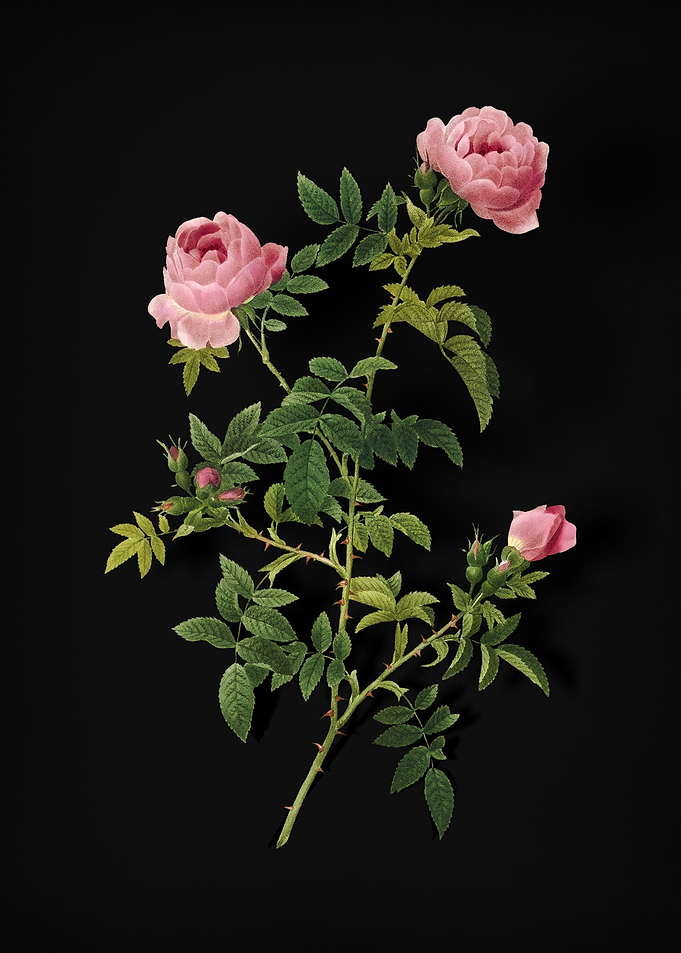 Rose of the Hedges