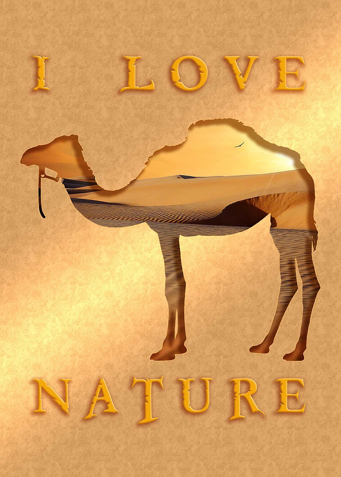 camel sx