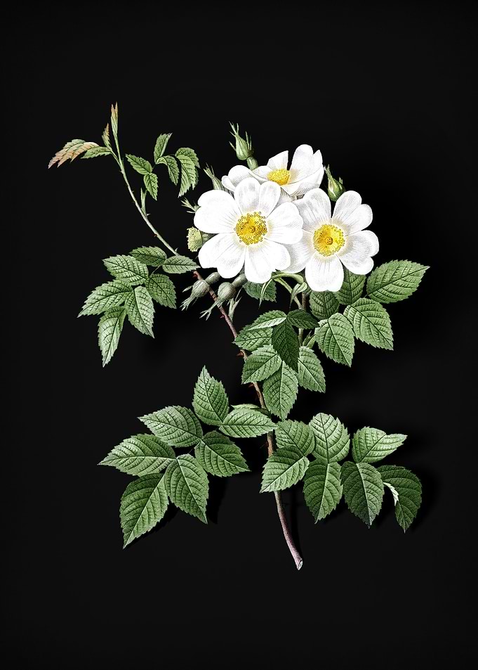 Blooming White Rosebush