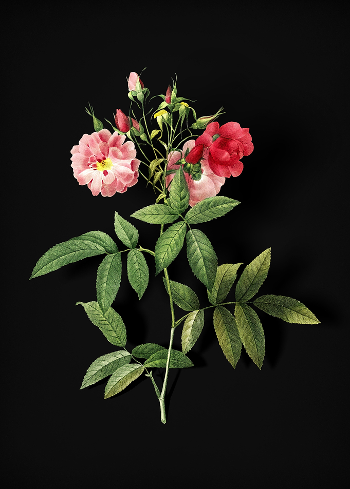 Vintage Hudson Rose