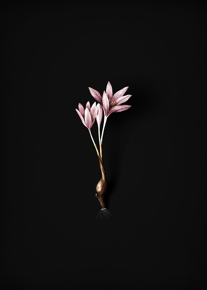 Vintage Autumn Crocus