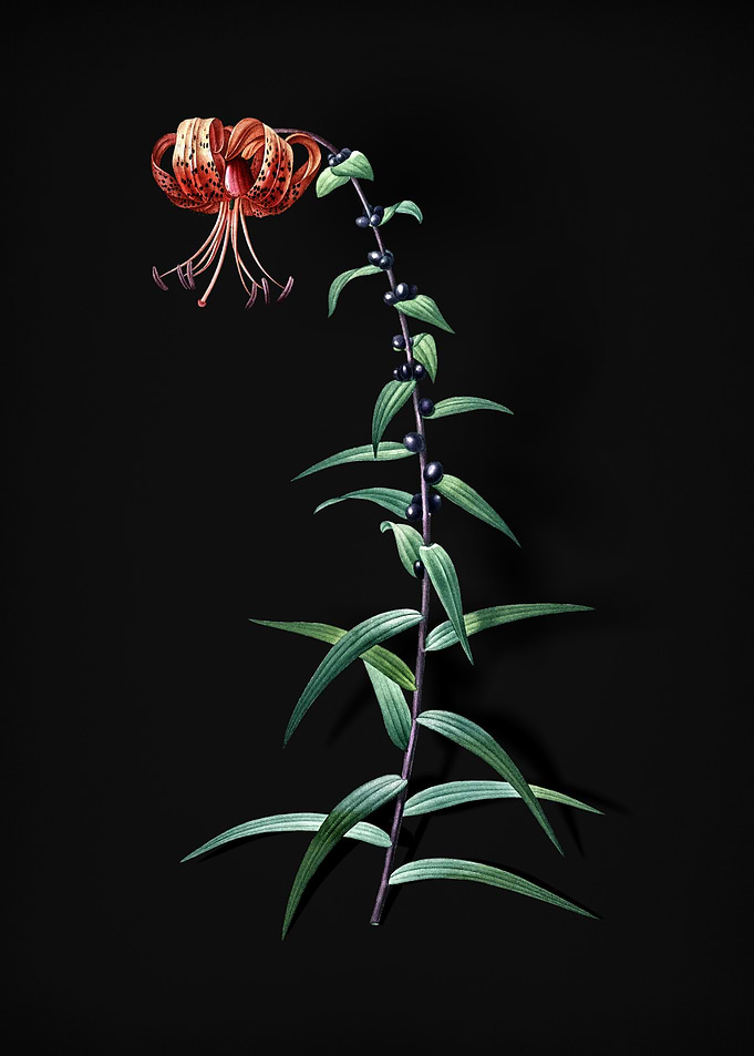 Vintage Tiger Lily