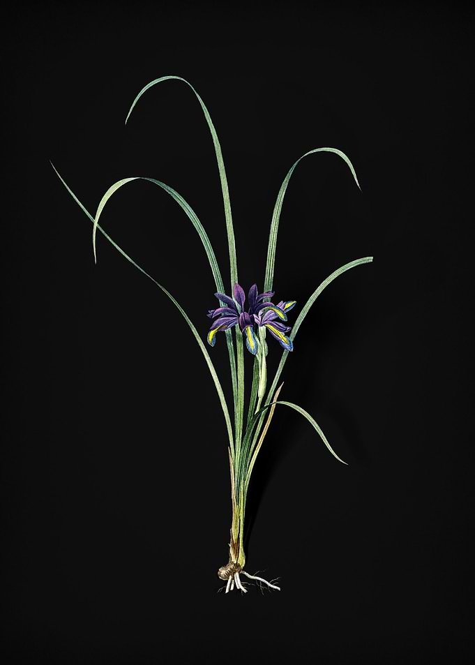 Grass Leaved Iris