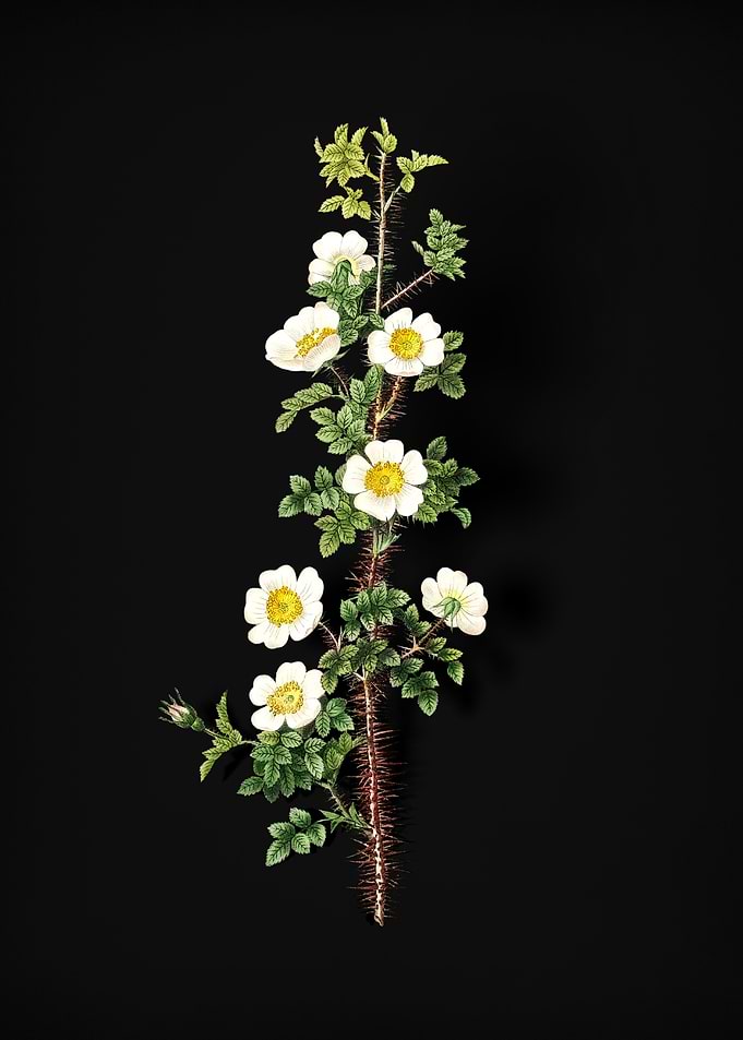 Scotch Rose Bloom