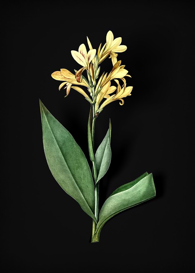 Vintage Water Canna
