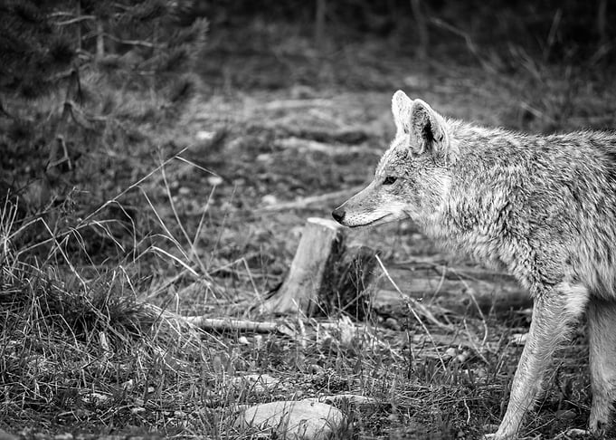 Red Fox at Glacier