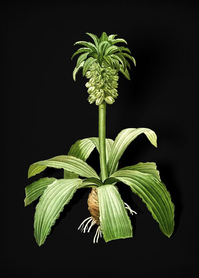 Vintage Eucomis Regia