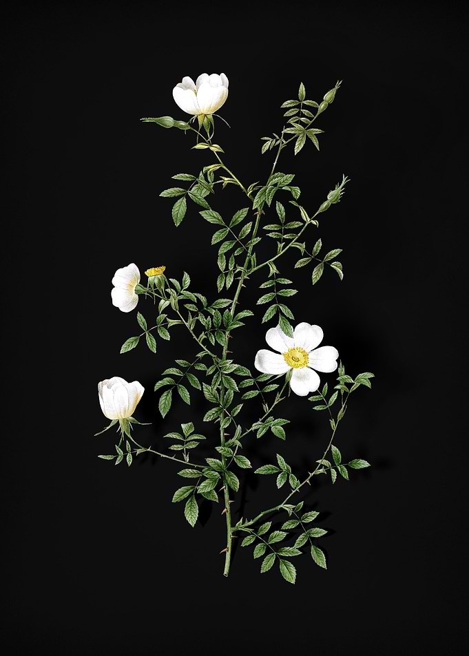 Blooming Hedge Rose