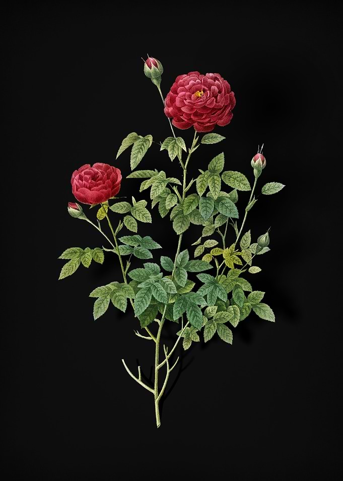 Burgundy Cabbage Rose