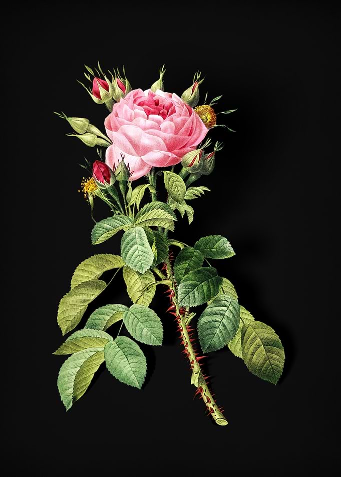Lelieurs Four Seasons Ros