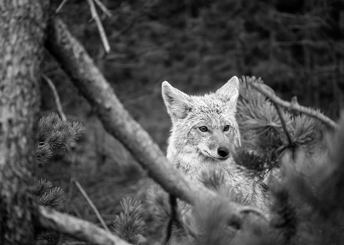 Red Fox at Glacier