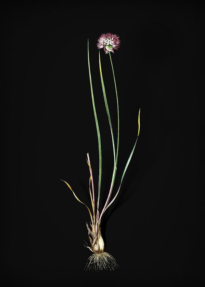 Vintage Allium Foliosum