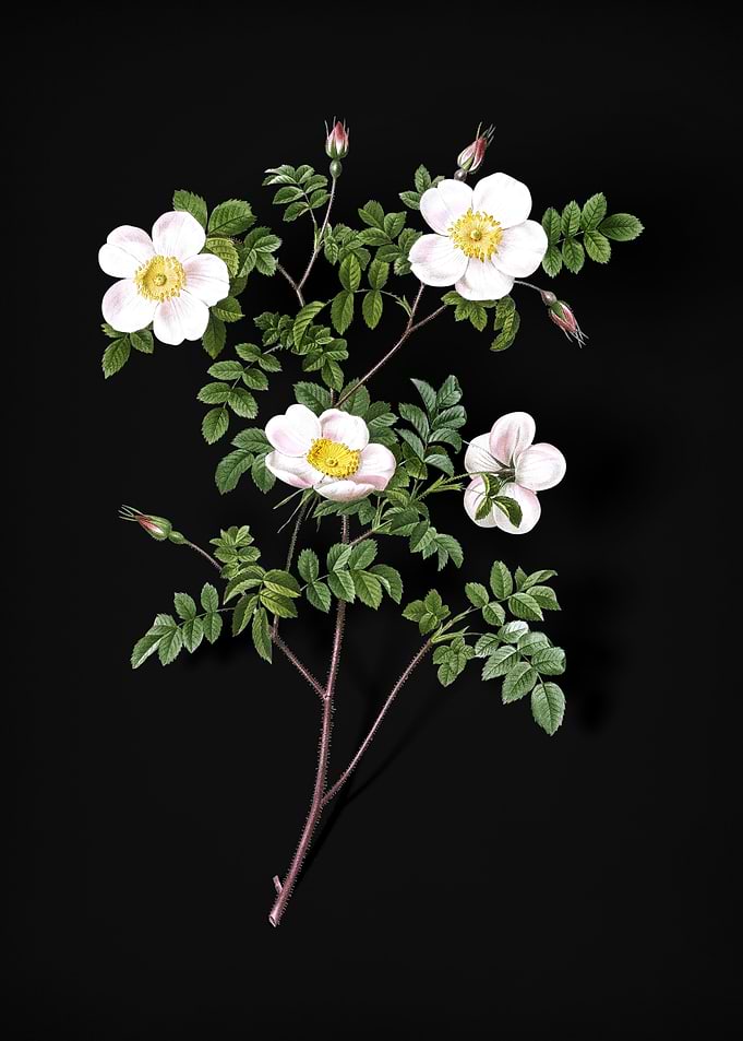 White Candolles Rose