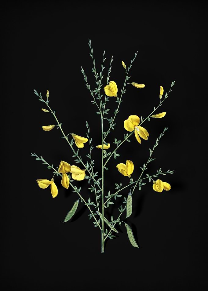 Yellow Broom Flowers
