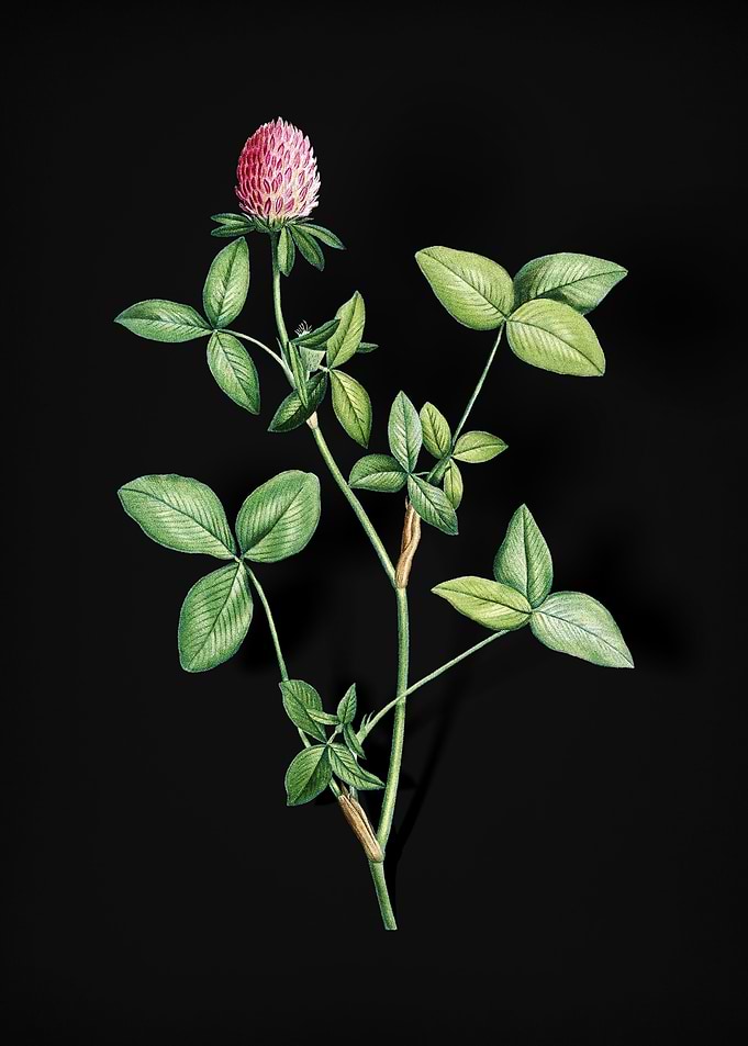 Blooming Pink Clover