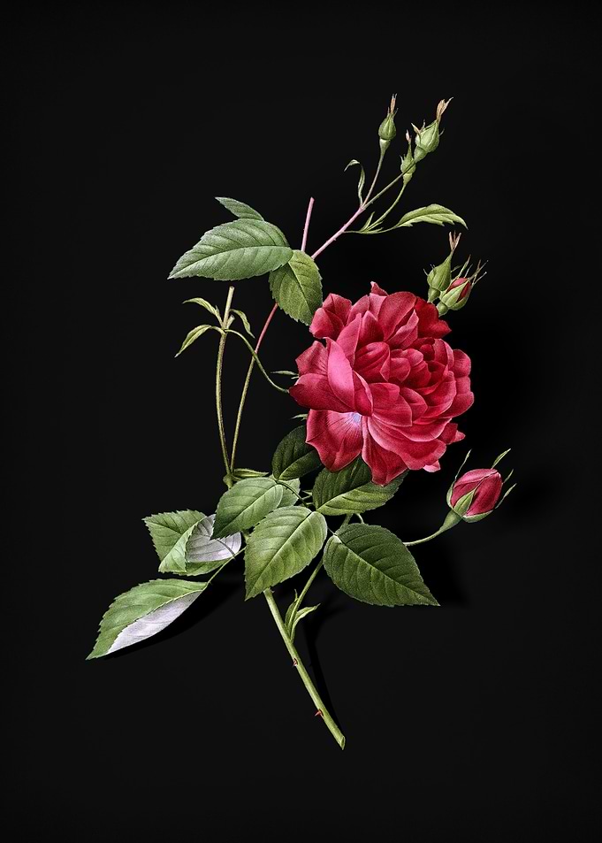 Blood Red Bengal Rose
