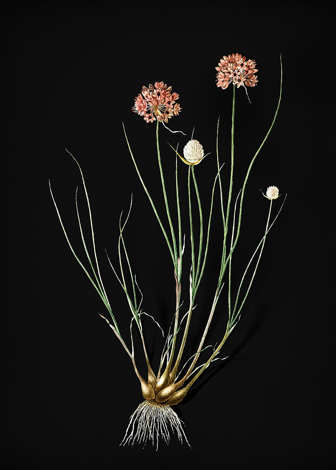 Vintage Allium Globosum