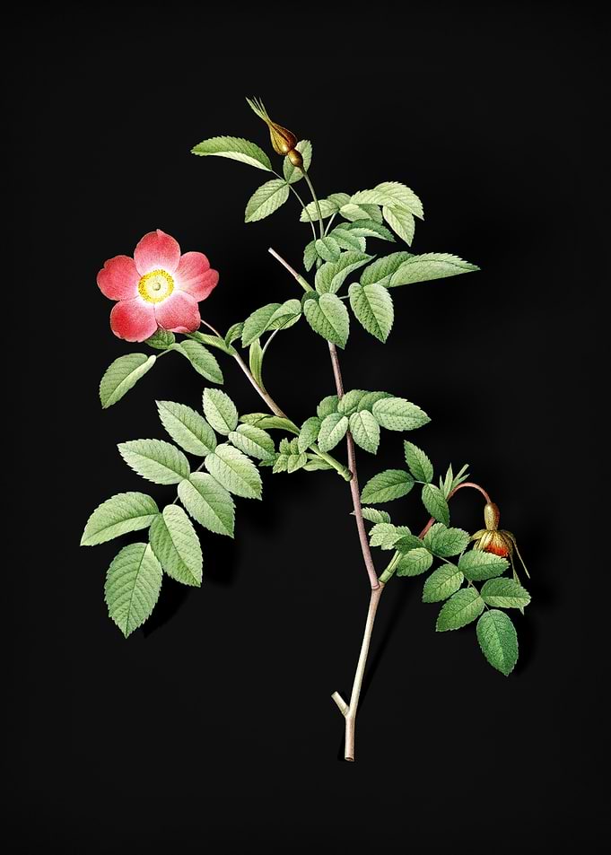 Pink Alpine Rose