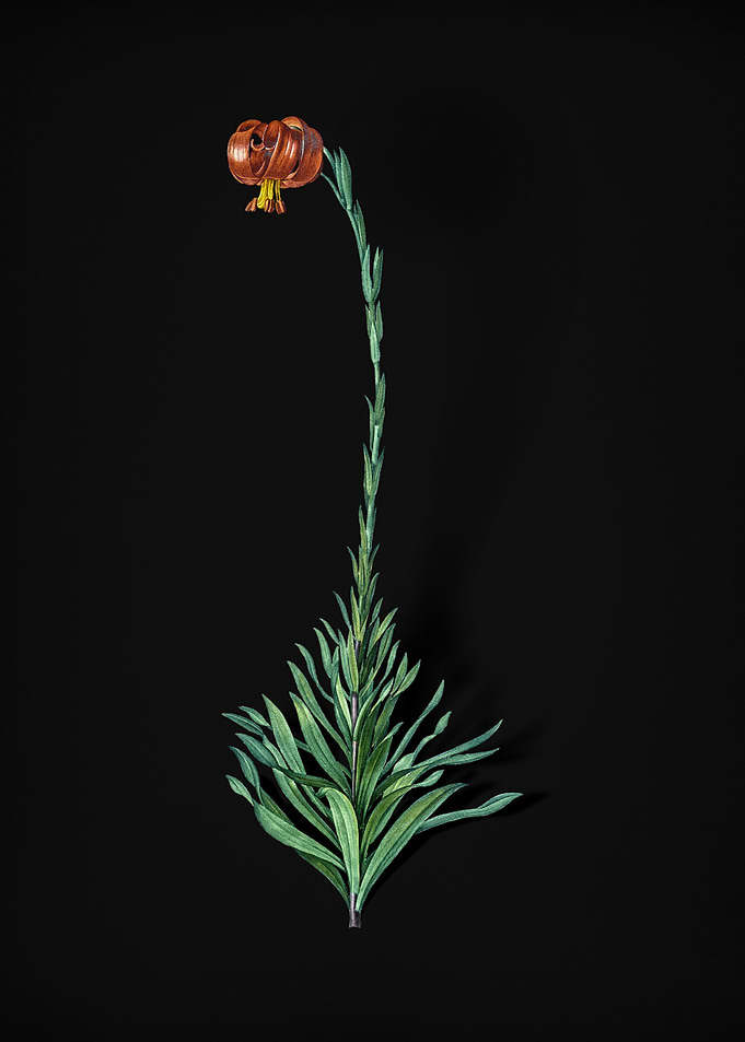 Scarlet Martagon Lily