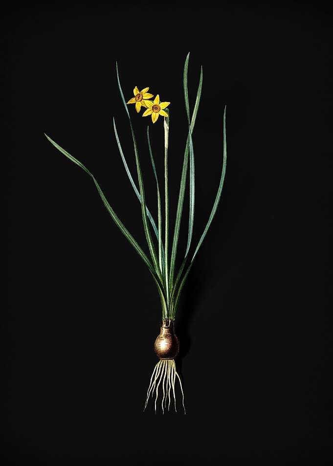 Rush Leaf Jonquil