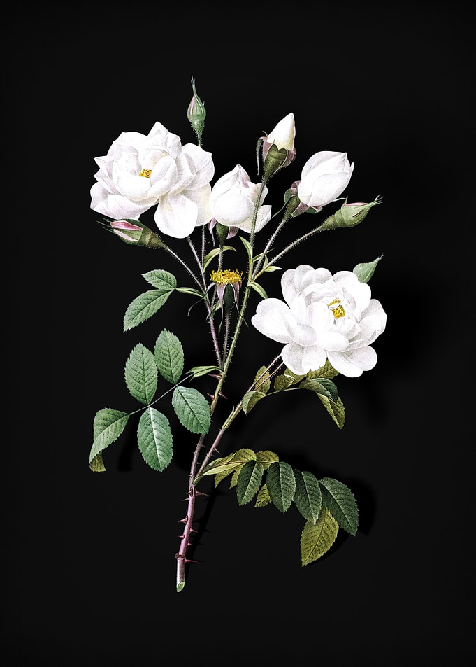 Vintage White Rose