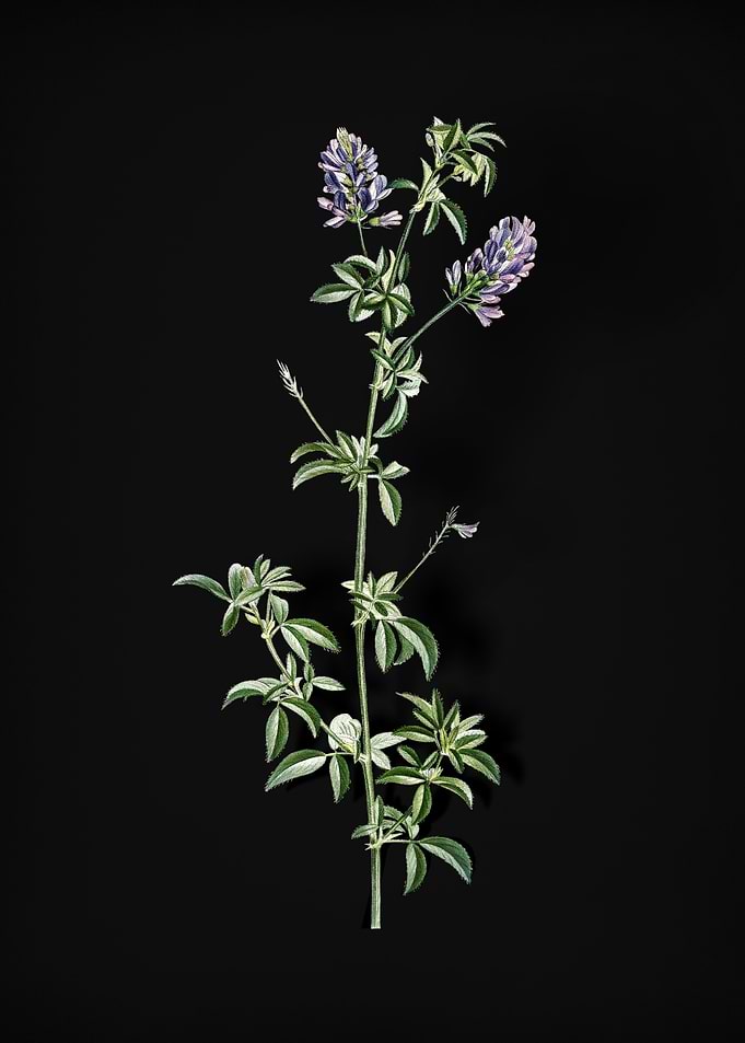 Spanish Clover Bloom