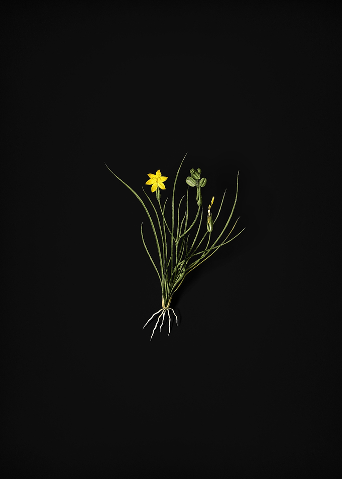 Golden Blue eyed Grass