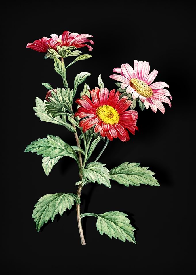 Blooming Red Aster Flowers