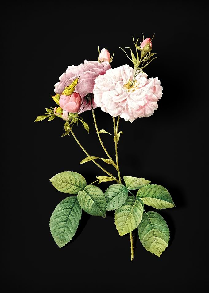 Blooming Damask Rose