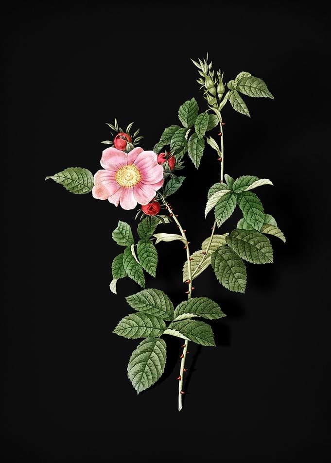 Big Flowered Dog Rose