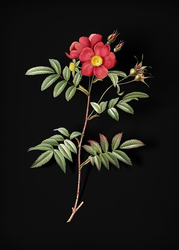 Rosa Redutea Glauca
