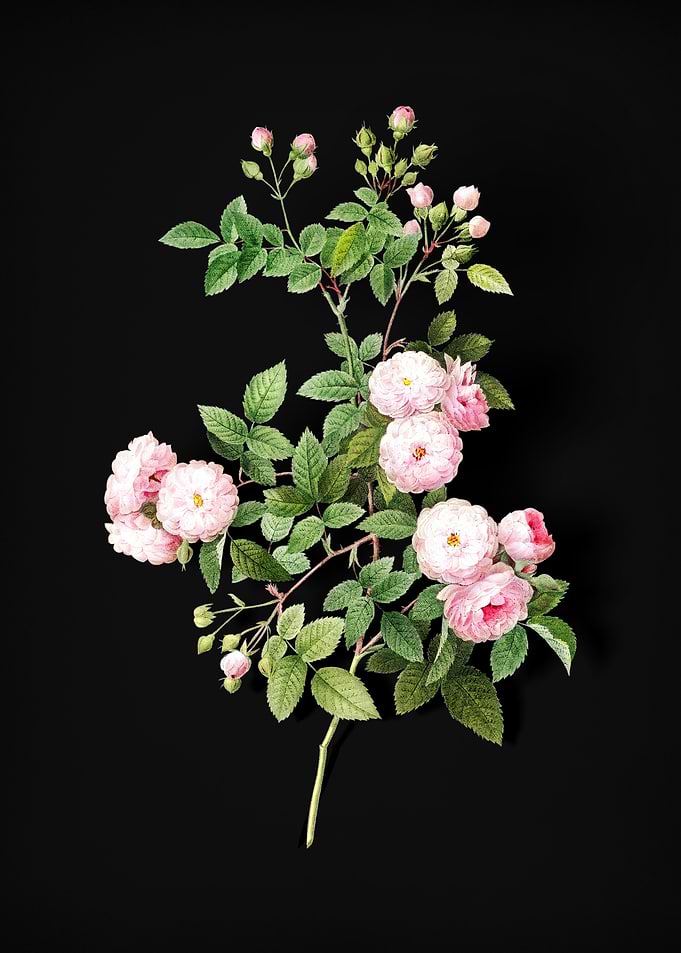 Pink Baby Roses