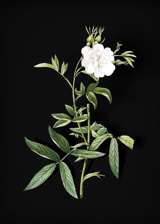 Vintage White Rose of York
