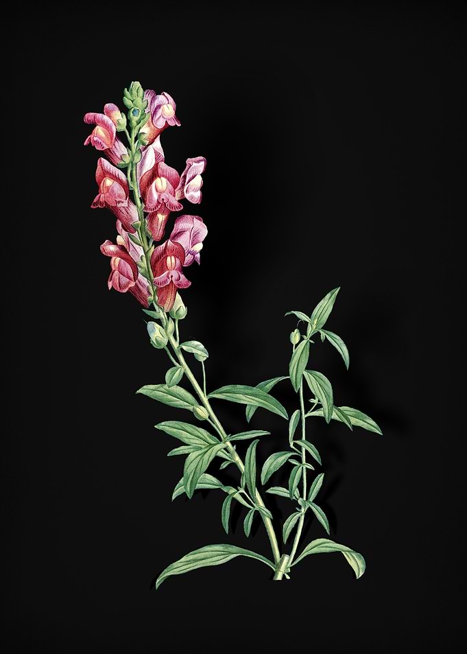 Red Dragon Flowers