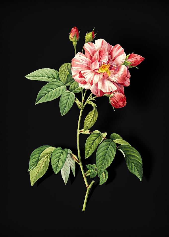 Variegated French Rosebush