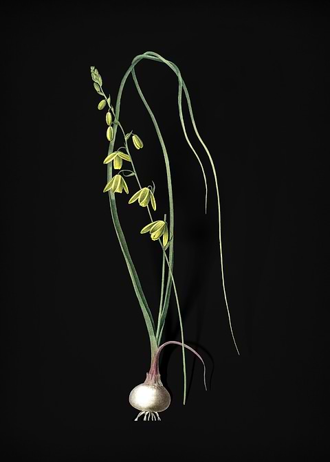 Vintage Albuca