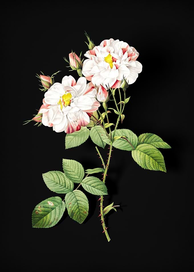 Vintage White Damask Rose