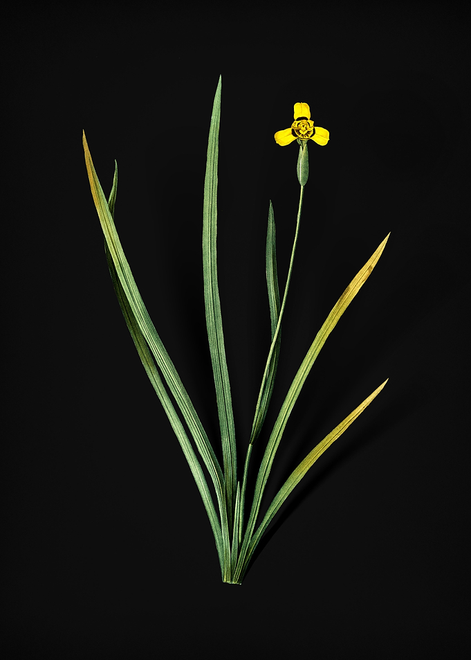 Iris Martinicensis
