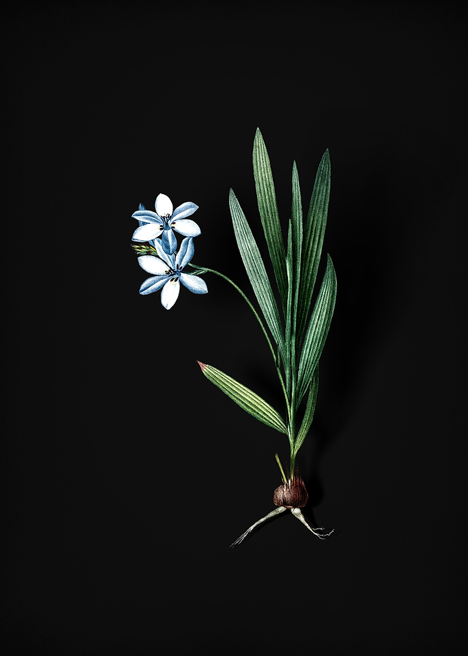 Gladiolus Plicatus